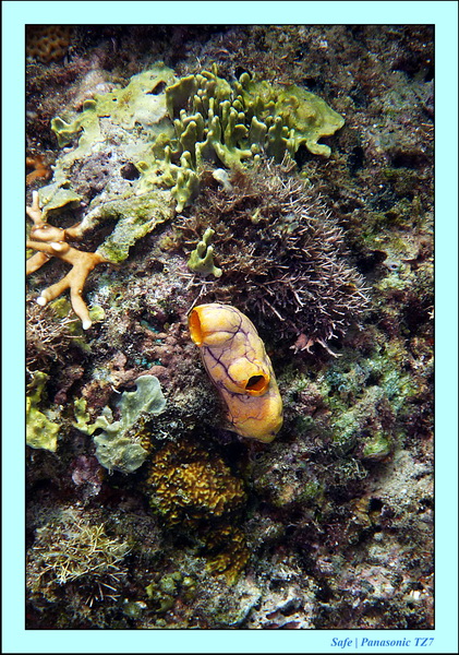 2012 - 07 - Boracay plongee - 16